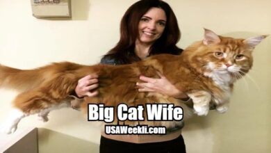Big Cat Wife