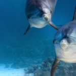 Dolphin Reef