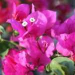 Multicolor Bougainvillea