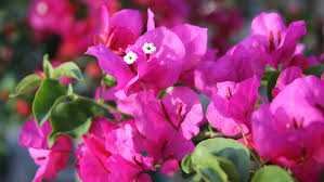 Multicolor Bougainvillea